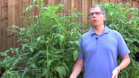 Growing Tomatoes Try These Gardening Tips Youtube