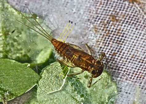 Aquatic Insects Of Central Virginia April 2019