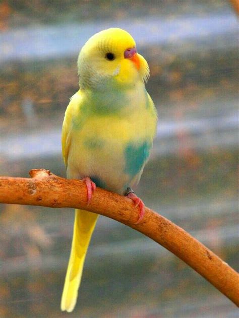 Pin By Schmunzel Hase On Lieblinge Pet Birds Budgies Bird Budgies