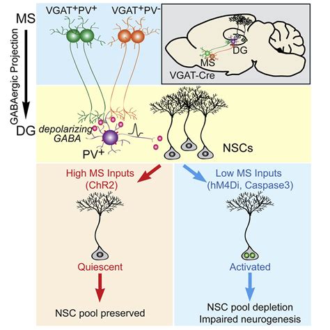 Long Range Gabaergic Inputs Regulate Neural Stem Cell Quiescence And