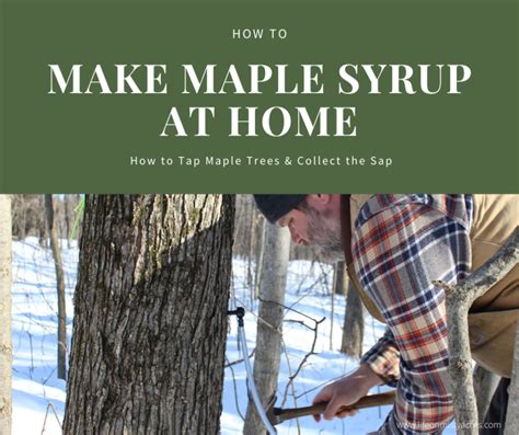 How To Tap Maple Trees And Collect The Sap Life On Misty Acres