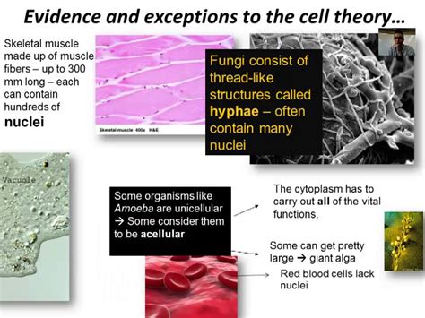 About Cell Theory