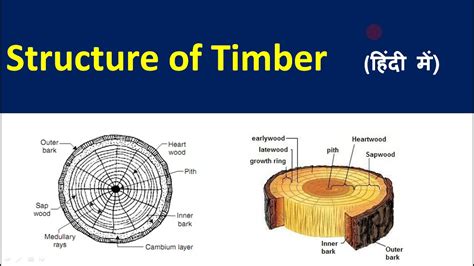 Structure Of Timber Cross Section Of Timber Component Of Timber