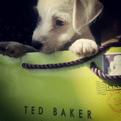 Puppy Ted Baker Cute Cute Dogs And Puppies Dog Life I Fall In Love