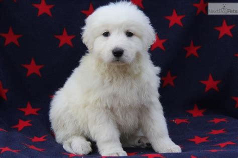 Buy and sell almost anything on gumtree classifieds. Maremma Sheepdog | Maremma sheepdog, Puppies, Puppy breeds