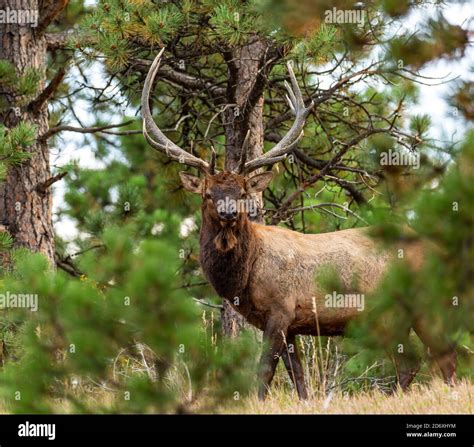 Bull Rocky Mountain Elk Cervus Canadensis Nelsoni Stands Broadside