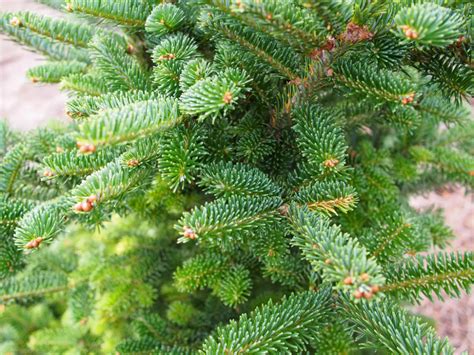 12 Fir Trees To Consider For Your Landscape Fir Christmas Tree