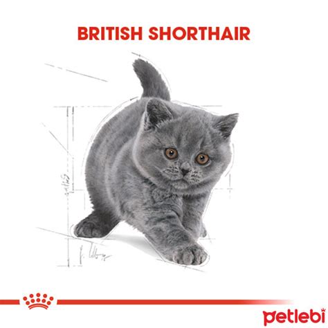 Royal Canin Kitten British Shorthair Yavru Kedi Maması 2kg Satın Al