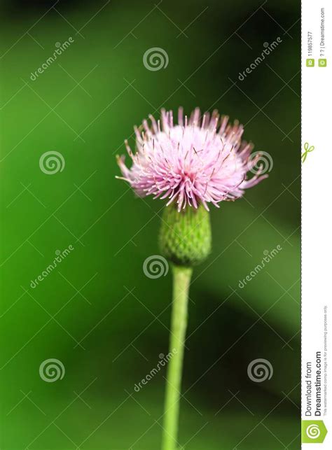 Small Wild Flowers In Full Bloom Stock Image Image Of Natural Crop