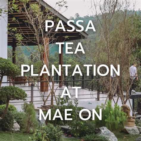 ไร่ชา Passa 🌿 Passa Tea Plantation At Mae On