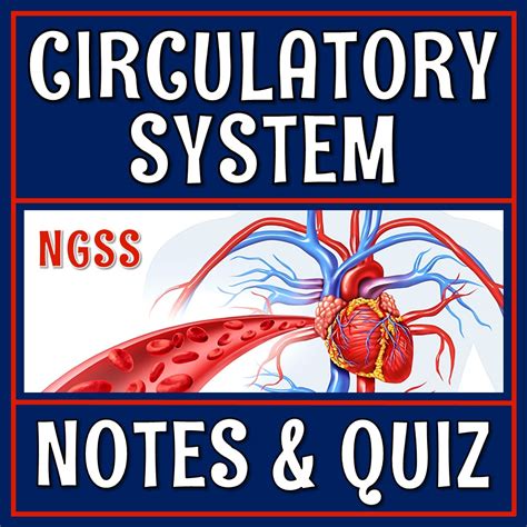 Circulatory System Notes And Quiz Flying Colors Science