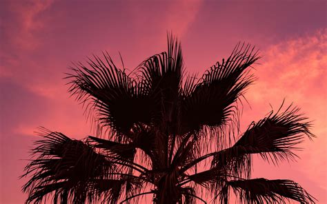Download Wallpaper 1680x1050 Palm Tree Sunset Sky Branches