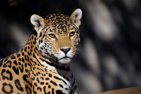 Jaguar En Peligro De Extinción Animales En Peligro De Extinción