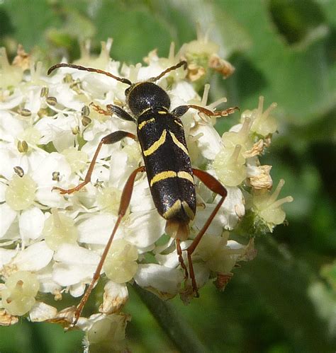 Wasp Beetle Clytra Arietis Cerambycidae Wasp Mimic Gailhampshire