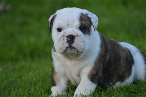Hand raised miniature english bulldog puppies for sale to approved homes at times. English Bulldog Puppies For Sale | Broken Arrow, OK #163570