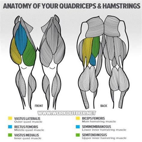 Quadriceps Anatomy