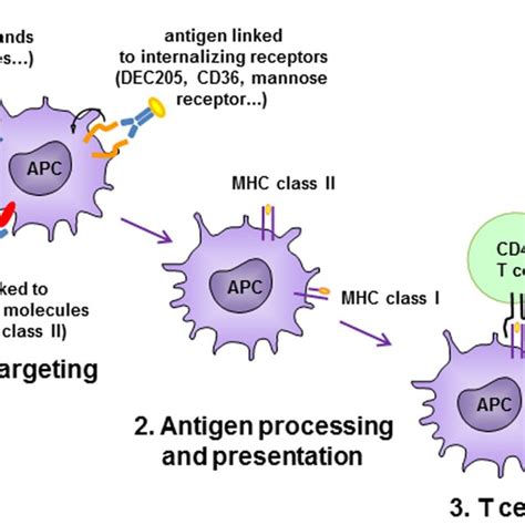 Antigen Presenting Cell Apc Targeting Strategies Antigen Is