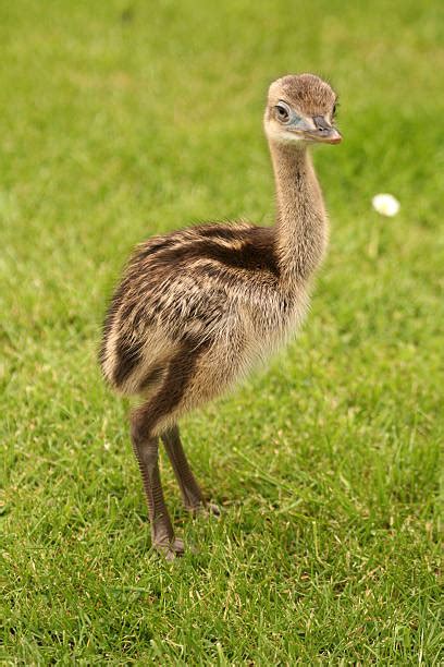 Rhea Flightless Bird Stock Photos Pictures And Royalty Free Images Istock