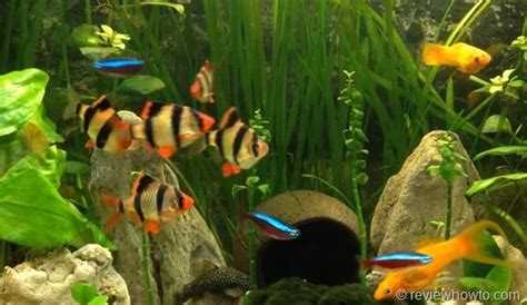 Tiger Barb Fish Types Keeping And Breeding Aquarium Fish Tropical