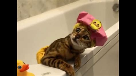 Cat Loves Bath Funny Youtube