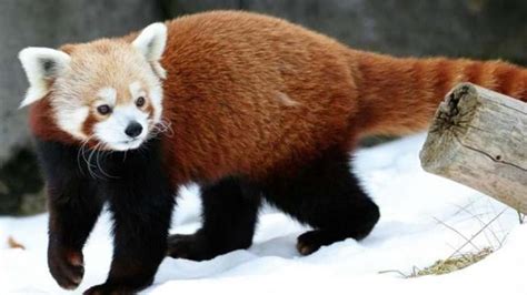 Red Pandas Bred In Captivity Fitted With Radio Collars To Be Released