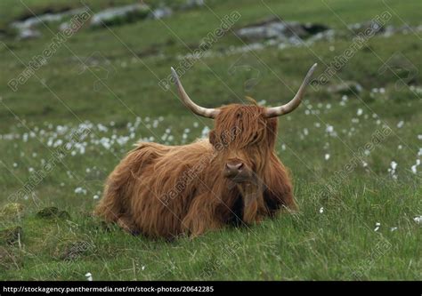 Highland Cattle Isle Of Mull Scotland United Lizenzpflichtiges Bild