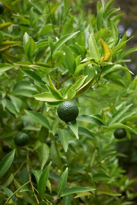 Mandarin Green