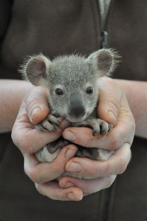 Baby Koalabär Bunte Bilder