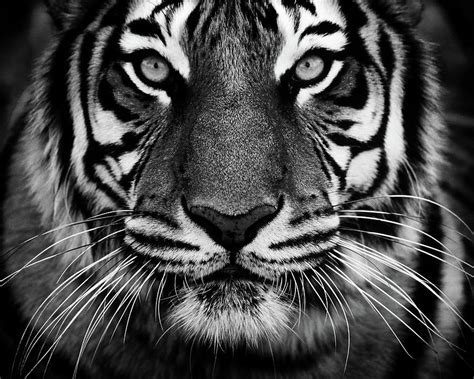Tiger Portrait 7e2