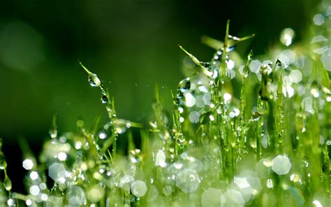 Wallpaper Grass Moisture Dew Drops Morning 2560x1600 Wallhaven