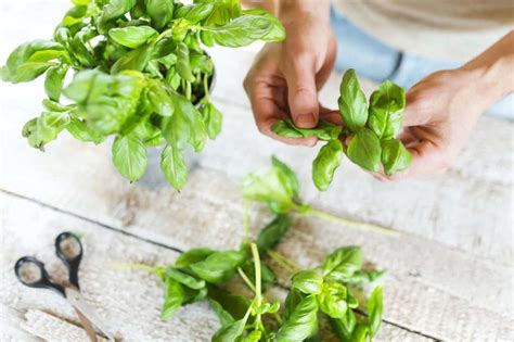 How To Harvest Basil And Keep Your Plant Growing Outdoor Happens