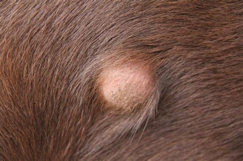 Dog Abscesses Causes Symptoms And Treatment