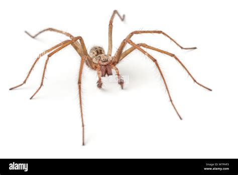 Male House Spider Tegenaria Domestica Portrait Derbyshire Uk