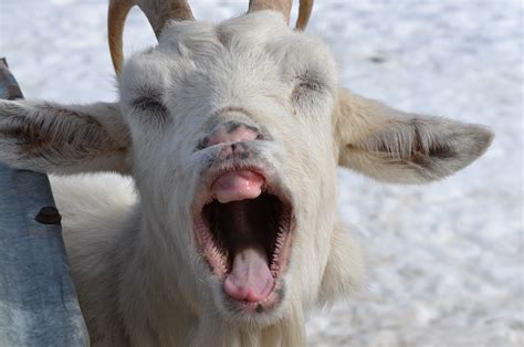 15 Unique Funny Goat Reddit Funny Animals Picture