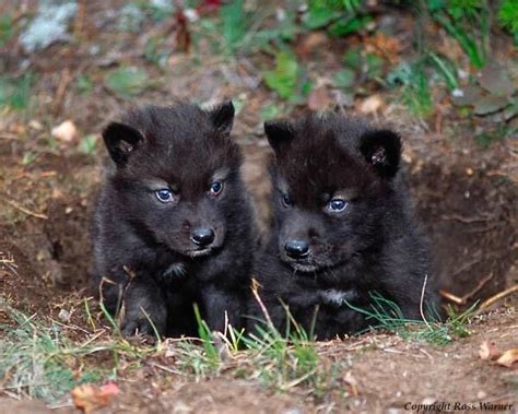 Stunning Wildlife On Twitter Baby Wolves Wolf Pup Black Wolf