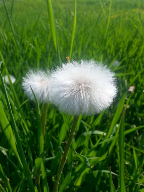 Fluffy Dandelions Free Stock Photo Public Domain Pictures