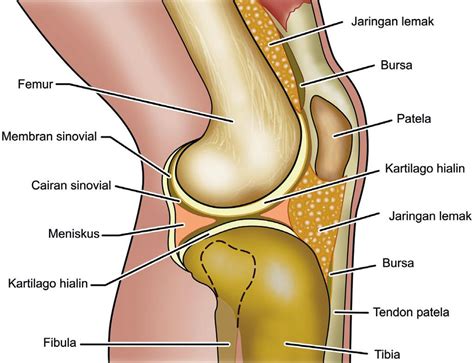 Berikut Penjelasan Mengenai Jenis Dan Ciri Ciri Tulang Rawan Cara Mesin