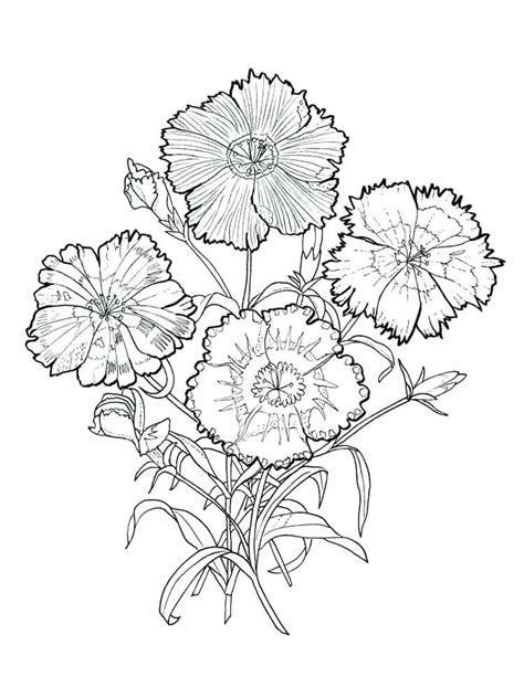 carnation flower coloring pages  getcoloringscom  printable colorings pages  print
