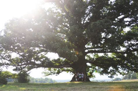 Remarkable Trees Of Virginia The Earlysville Oak