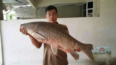 Ikan Paling Mahal Di Malaysia Ikan Terbesar Di Dunia Yang Belum My