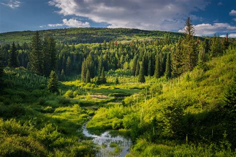 Lush Bog And Forest In The Rocky Mountains Usa Oc 1621x1080 R