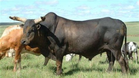 Black Brahman Cattle Buffalo Bulls Bull