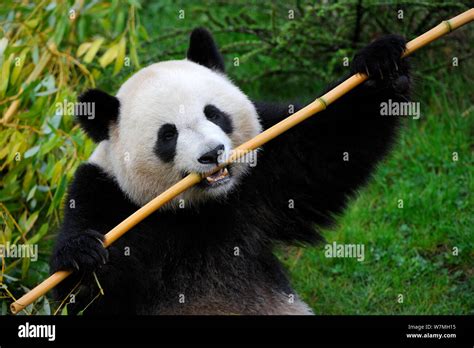 Giant Panda Ailuropoda Melanoleuca Feeding On Bamboo Captive Zoo