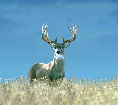 Trophy Deer Hunts 74 Ranch Resort