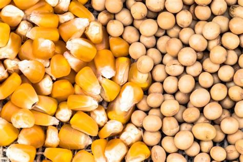 China Issues Licenses For Gmo Corn Soybean Seeds World Grain