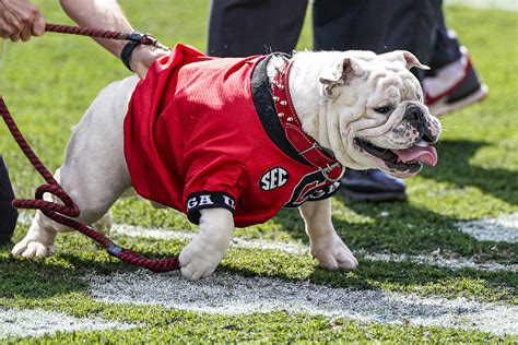 Uga Xi A Puppy Named Boom Was Introduced At The Georgia Spring Game