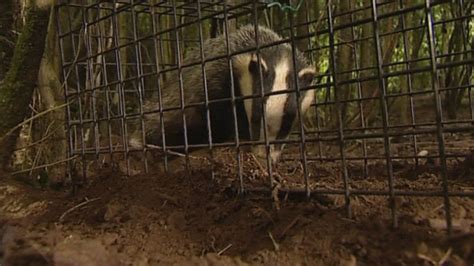 Inside The Badger Cull A Whistleblower Talks Channel 4 News