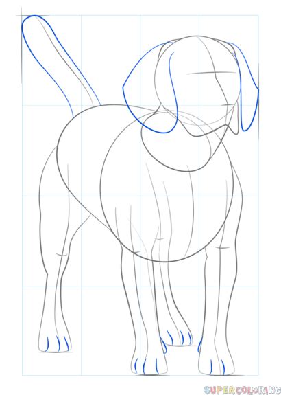 How To Draw A Beagle Step By Step Drawing Tutorials