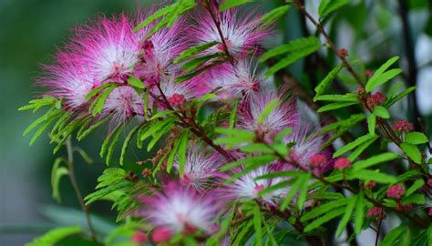 How To Grow A Mimosa Tree Garden Guides