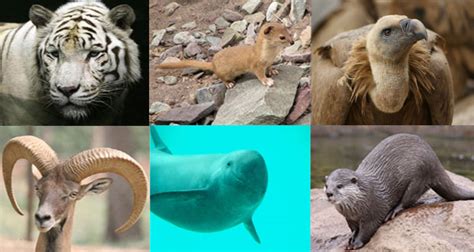 For a list of species that are endangered, see endangered species. EXTINCTION OF WILDLIFE SPECIES IN PAKISTAN - Daily Times